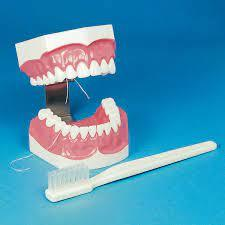 Brush-N-Floss Study Model #355636 (Hager)